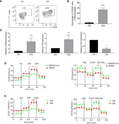 Corticosterone Enhances the AMPK-Mediated Immunosuppressive Phenotype of Testicular Macrophages During Uropathogenic Escherichia coli Induced Orchitis